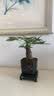 水培植物铁树小盆栽办公室内微景观桌面创意好养易活绿植花卉盆景 发财树盆栽 舍得盆加底托 高度15-25cm 实拍图