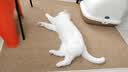 狮子医生豆腐猫砂吸臭低尘不沾底速团绿茶味猫砂可冲厕所2.4kg*6 实拍图