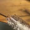 海速达全母带膏皮皮虾 净重1斤10-16只特大满肉熟冻濑尿虾爬虾婆 实拍图