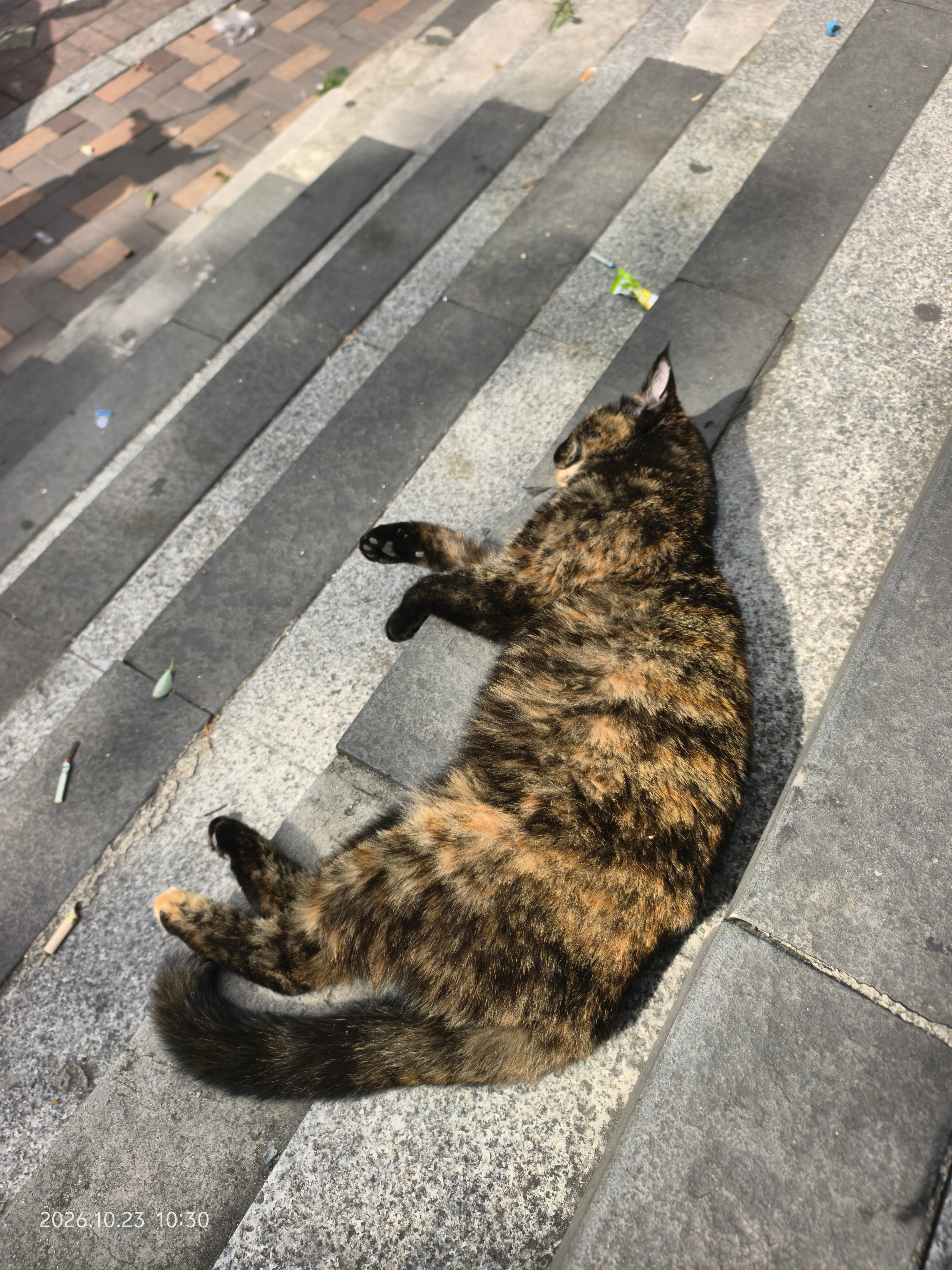麦富迪猫粮 超肉粒冻干双拼幼猫粮免疫护肠胃 三文鱼10kg/20斤 实拍图