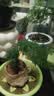 文竹盆栽绿植花卉盆景植物室内客厅水培文松云竹文竹大苗四季常青 小文竹【2棵更实惠】原土球发货 高度15-25cm 实拍图