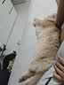 亿迪 冻干零食鸡胸肉猫狗宠物1斤桶装主食幼猫成猫营养天然国产 实拍图