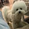 instinct天然百利狗粮进口无谷鸡肉小型犬专用犬粮11磅/5kg[27年11月] 实拍图