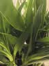 【富贵竹】广州发货水培植物好养懒人节节高供佛办公室内礼物七夕 富贵竹70cm10支 实拍图