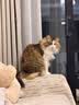 瑞梦迪【3合1除臭混合猫砂】奶香型低尘除臭豆腐膨润土混合猫砂 85%用户选择2mm除臭混合猫砂丨【2.5kg*5包】 实拍图