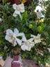 花翁独杆棒棒糖栀子花盆栽四季好养室内阳台花卉绿植老桩树苗源头直发 实拍图