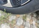 米其林（MICHELIN）汽车轮胎215/55R17 94V 耐越 ENERGY MILE MI 【月黑风高】 实拍图