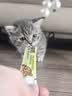 多特思高肉含量全价主食猫条成猫幼猫湿粮防掉毛小金条随机口味15g*5条 实拍图