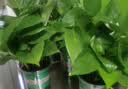 京东绿植绿萝盆栽除甲醛花卉绿植办公室新房净化空气180加仑4盆装源头直发 实拍图