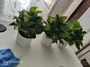 京东绿植绿萝盆栽除甲醛花卉绿植办公室新房净化空气180白竖纹4盆源头直 实拍图