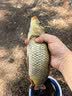 川泽鼎尖江湖子线双钩大物鱼钩伊势尼【钩5线1.5+钩6线2.0】 实拍图