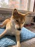 疯狂小狗 宠物狗狗零食火腿肠幼犬成犬训练奖励 混合香肠900g（低淀粉） 实拍图