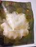babycare爆款山茶花一次性内裤女士孕产妇XL码30条【安全灭菌】 实拍图