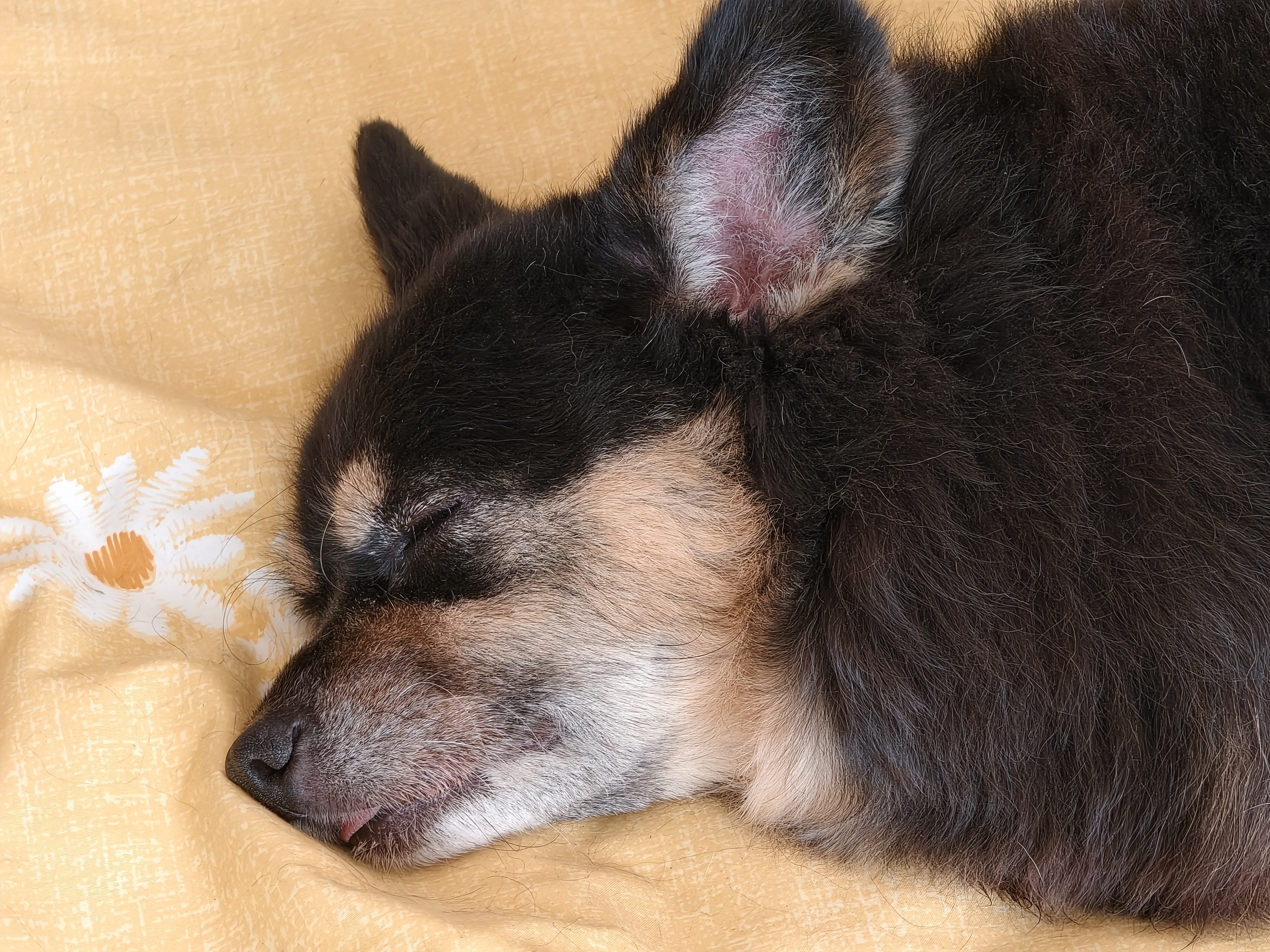Orijen渴望狗粮 六种鱼 成犬幼犬全价鱼肉美毛进口犬粮6kg效期27/11 实拍图