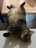 尾巴生活彩虹泥全价主食猫条12g*6 成猫幼猫营养猫条猫零食罐头猫湿粮 实拍图