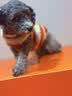 皇家狗粮 成犬狗粮 犬粮 宠物小型犬 PR27 全价犬粮≥10月2KG 实拍图
