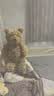 Jellycat巴塞罗熊动物毛绒玩偶儿童安抚公仔小熊潮玩送礼生日新婚礼物 巴塞罗熊 Medium 实拍图