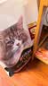 冠能猫粮成猫猫粮三文鱼味2.5kg 全价猫粮 稳固免疫 适口性强 实拍图