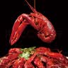 今锦上麻辣小龙虾3斤 4-6钱 净虾1.5斤 中号25-33只 加热即食 26年新虾 实拍图