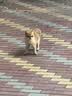 皇家猫粮 成猫猫粮 户外成猫 O30 通用粮 12月以上 4KG 实拍图