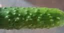 【水果菜】东北旱黄瓜约550g 实拍图