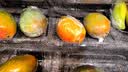 京觅四川攀枝花 凯特芒果8-9斤净重 大果500g+甜芒果水果源头直发包邮 实拍图