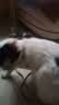 亿迪猫粮全价成猫幼猫冻干全阶段5斤布偶蓝猫英短橘猫通用小包装2.5kg 实拍图