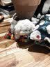 名创优品（MINISO）软趴趴小狗玩偶毛绒玩具公仔床上陪睡抱枕生日礼物送女生送闺蜜 实拍图
