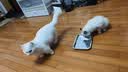 麦富迪猫粮 barf霸弗天然猫粮冻干生骨肉高蛋白成猫粮养胃增肌牛肉5.4kg 实拍图