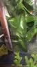 京东京造卤香牛蹄筋180g高蛋白零食卤牛肉筋头巴脑 牛肉筋 实拍图