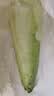 京鲜生云南高原龙芽白菜净重5斤 新鲜采摘只留菜心源头直发 实拍图