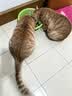 皇家猫粮 室内成猫粮 I27 通用粮 12月以上 4.5KG 实拍图