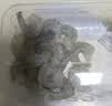 【抽肠】冰鲜青虾仁100g（13-19粒） 实拍图