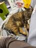 海洋之星烘焙猫粮冰川三文鱼猫粮 幼猫成猫美毛 布偶蓝猫全价鲜肉粮1.5kg 实拍图