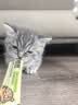 多特思高肉含量全价主食猫条成猫幼猫湿粮防掉毛小金条随机口味15g*5条 实拍图