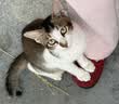 好主人金装好主人猫粮2.0 成猫幼猫蓝猫英短通用全价无谷冻干 【试吃装】金装幼猫粮400g 实拍图