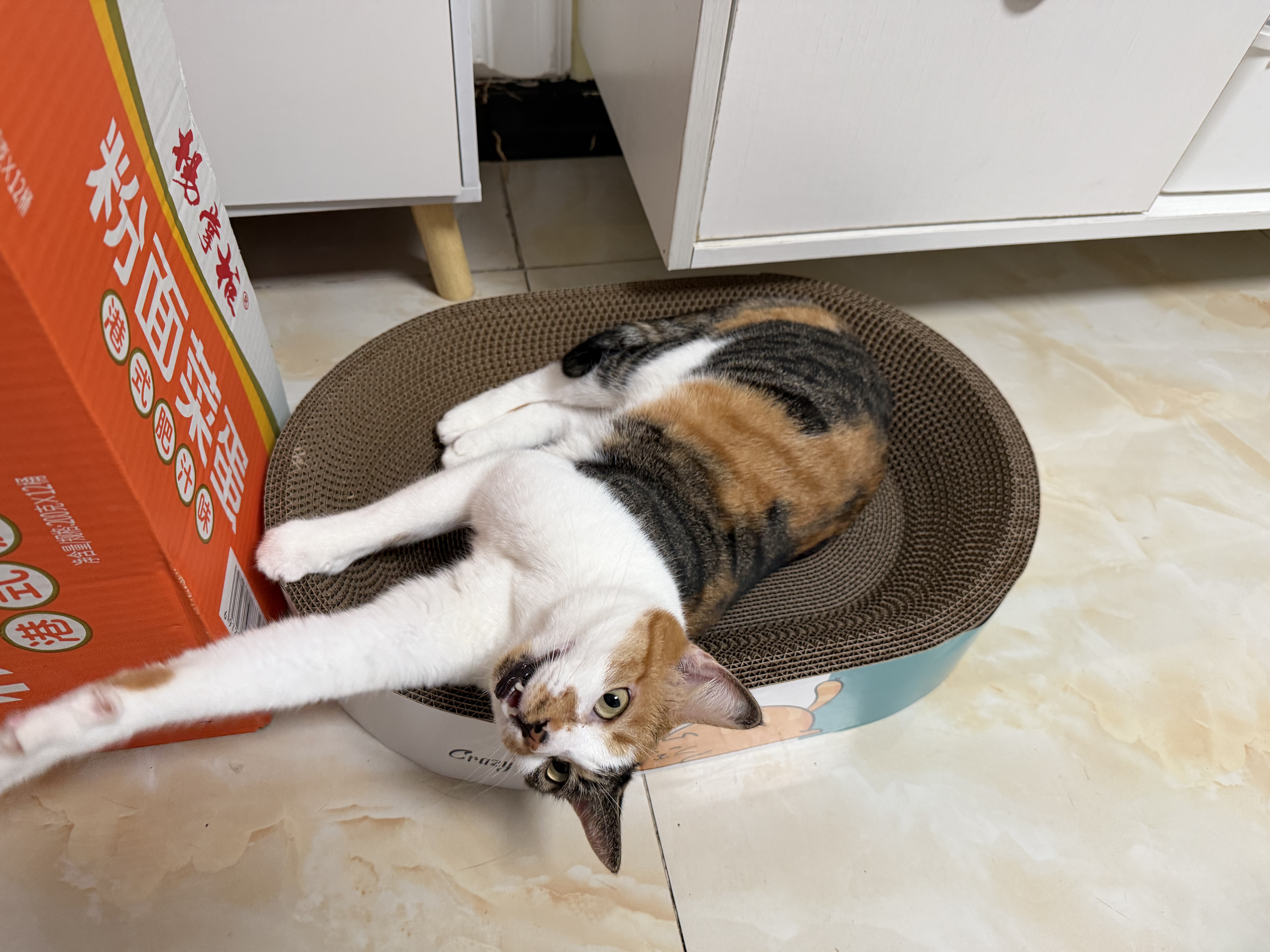 疯狂的主人猫抓板窝特大号猫玩具猫爪板猫抓盆不掉屑猫窝椭圆形瓦楞纸 实拍图