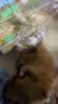 伟嘉成猫猫粮3.6kg海洋鱼味布偶夹心粮【原料透明】 实拍图