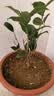 桂花树苗盆栽室内四季桂花卉植物金桂丹桂庭院大树浓香型绿植开花 四季桂花高20-30cm高左右【原土球发货】 实拍图