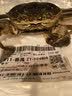 【活蟹】隆上记大闸蟹鲜活现货 全母4.0-4.3两8只 螃蟹鲜活礼盒生鲜去绳足重 实拍图