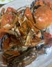 【活蟹】蟹宗现货鲜活大闸蟹全母3.5-3.8两8只生鲜螃蟹海鲜水产节日礼品礼盒源头直发 实拍图