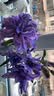 京东鲜花单瓣香水百合1束鲜切花云南基地直发插花节日送礼花束源头直发 实拍图