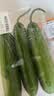 【水果菜】荷兰水果黄瓜约400g 实拍图