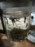 张一元茶叶茉莉花茶毛尖浓香型老北京伴手礼品春新口粮茶特种200g金罐装 茉莉毛尖200g 实拍图