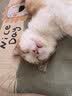 普安特猫咪驱虫药体内外一体驱虫宠物内外同驱跳蚤耳螨虱子滴派幼猫2支 实拍图