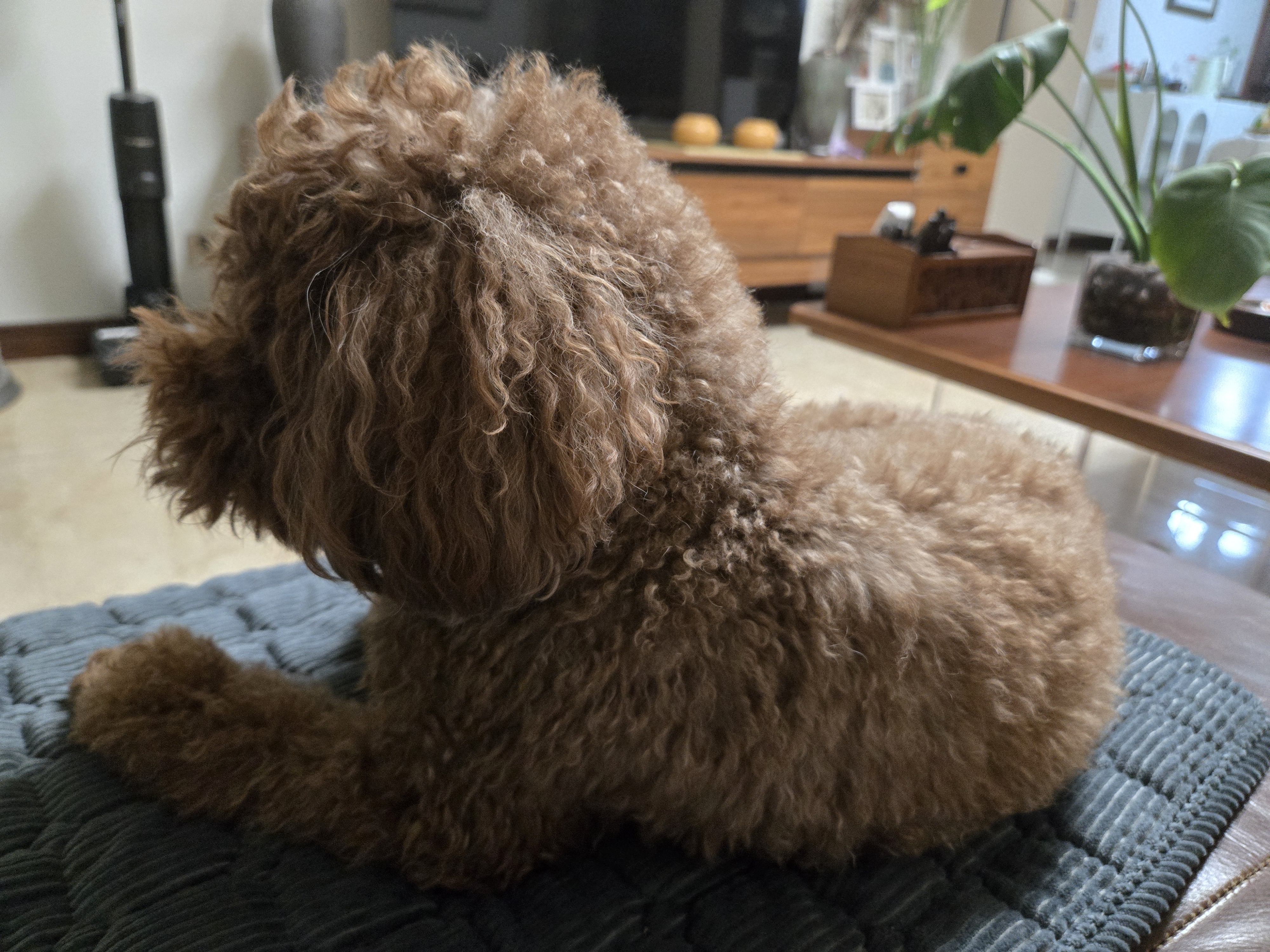 皇家狗粮 成犬狗粮 犬粮 宠物小型犬 PR27 全价犬粮≥10月2KG 实拍图