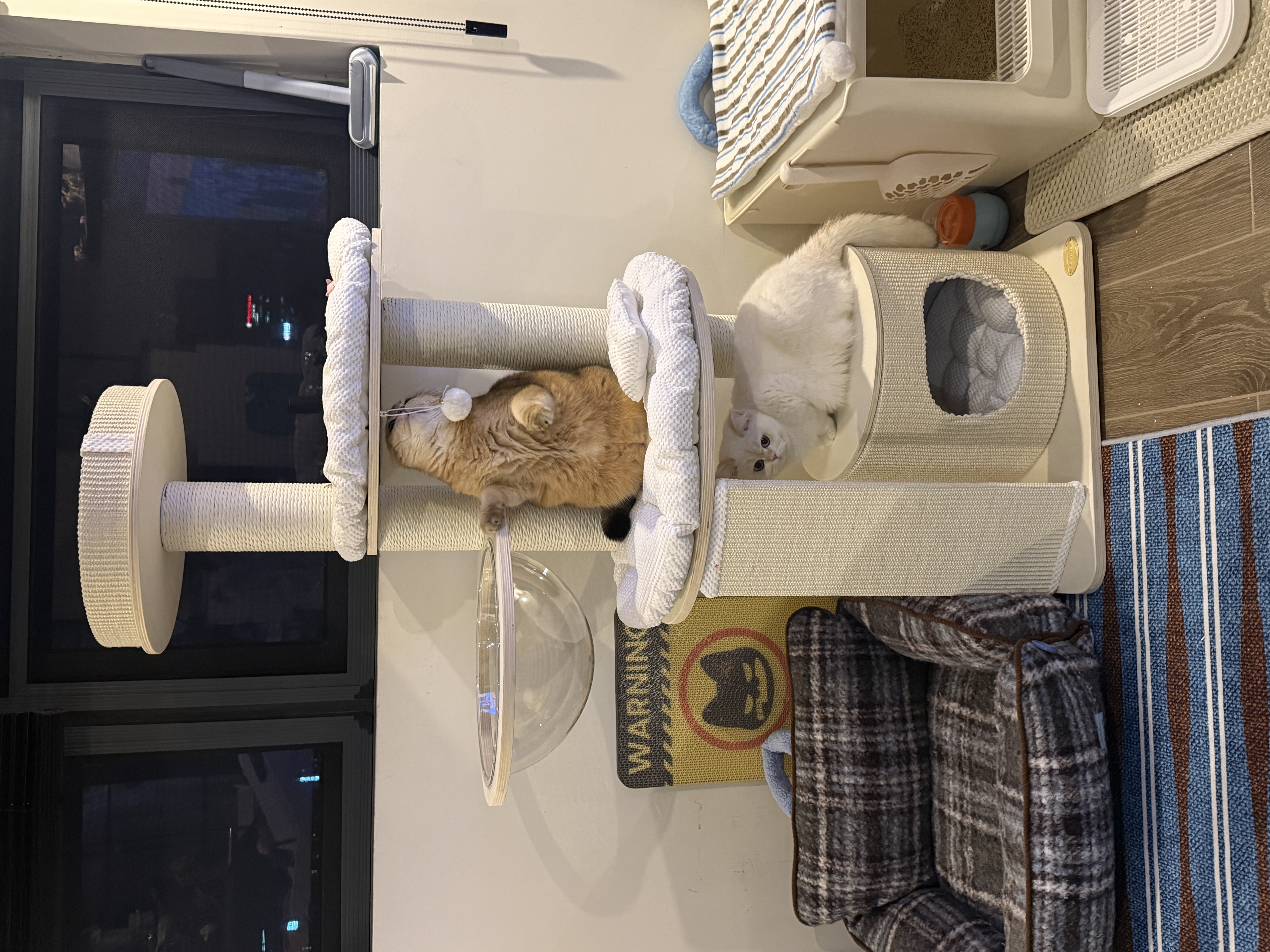兽牌慕斯实木猫爬架不占地猫架猫窝剑麻猫抓板一体带太空舱冬季保暖 慕斯 无漆 | 四季垫 实拍图