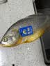 三都港 冷冻黄花鱼700g/2条装 新鲜大黄鱼 深海鱼 生鲜 鱼类 海鲜水产 实拍图