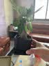 水培植物铁树小盆栽办公室内微景观桌面创意好养易活绿植花卉盆景 发财树盆栽 舍得盆加底托 高度15-25cm 实拍图