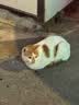 喔喔（WOWO）全价猫粮 经典大蓝包冻干三鲜 成猫幼猫通用猫干粮 鳕鱼虾3斤 实拍图